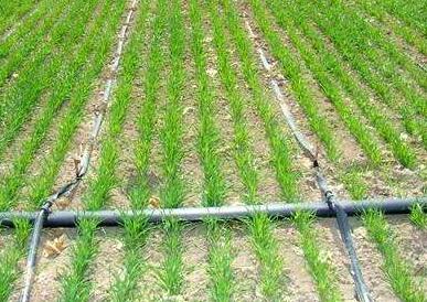 小麦节水灌溉配套栽培技术