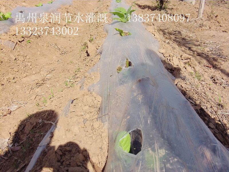 按需灌溉 节水四成 汉产技术刷新哈密大枣种植史